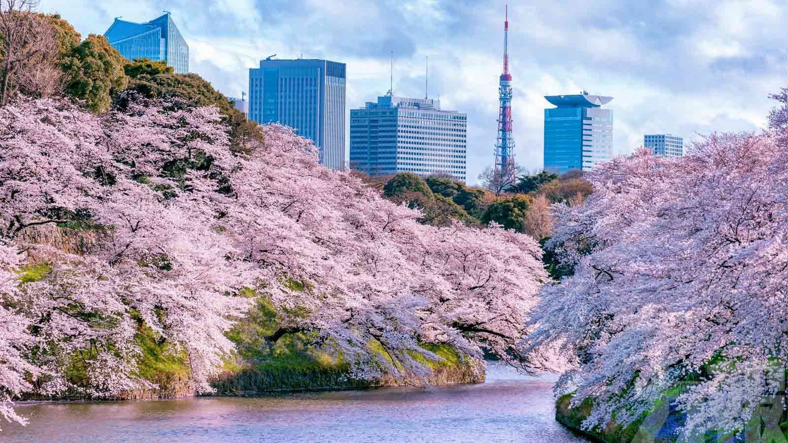 日本氣象廳宣布東京櫻花已開