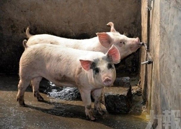 柬埔寨首爆非洲豬瘟 400豬隻病死
