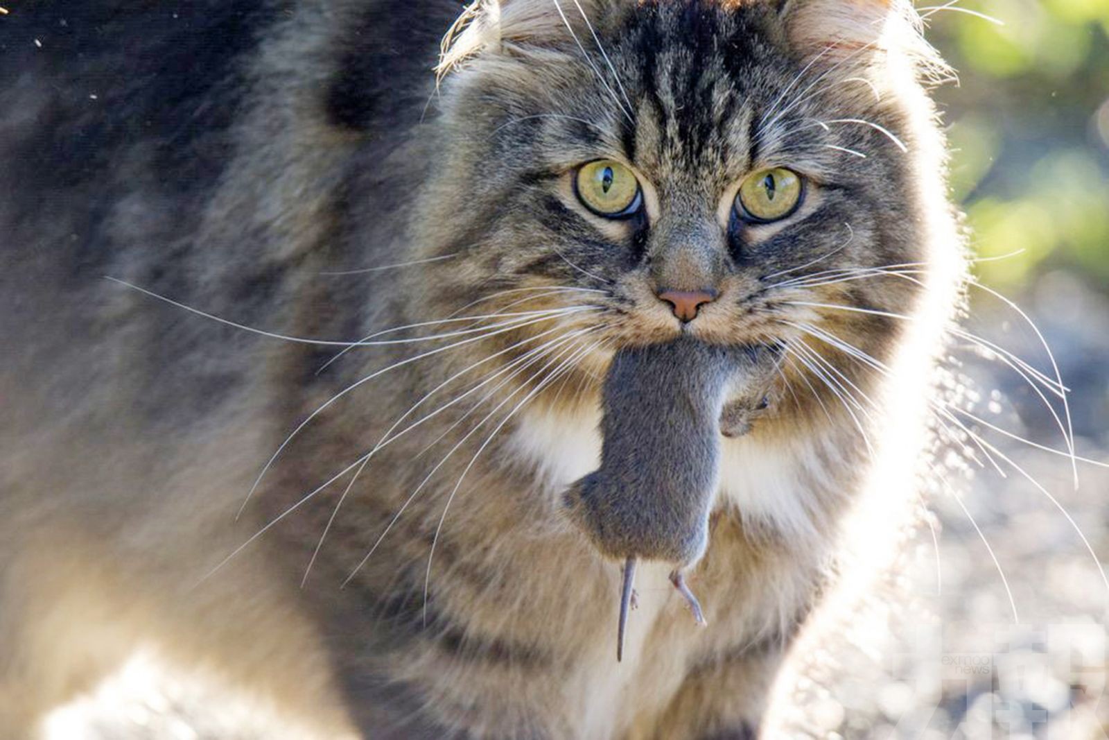 澳洲政府要殺200萬隻野貓