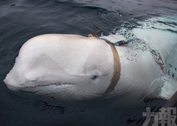挪威海岸發現懷疑俄羅斯軍事用白鯨