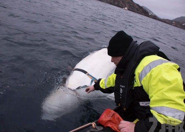 挪威海岸發現懷疑俄羅斯軍事用白鯨