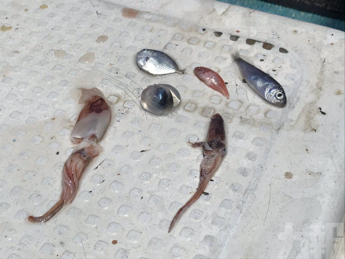 日男釣魚發現「透明果凍魚」