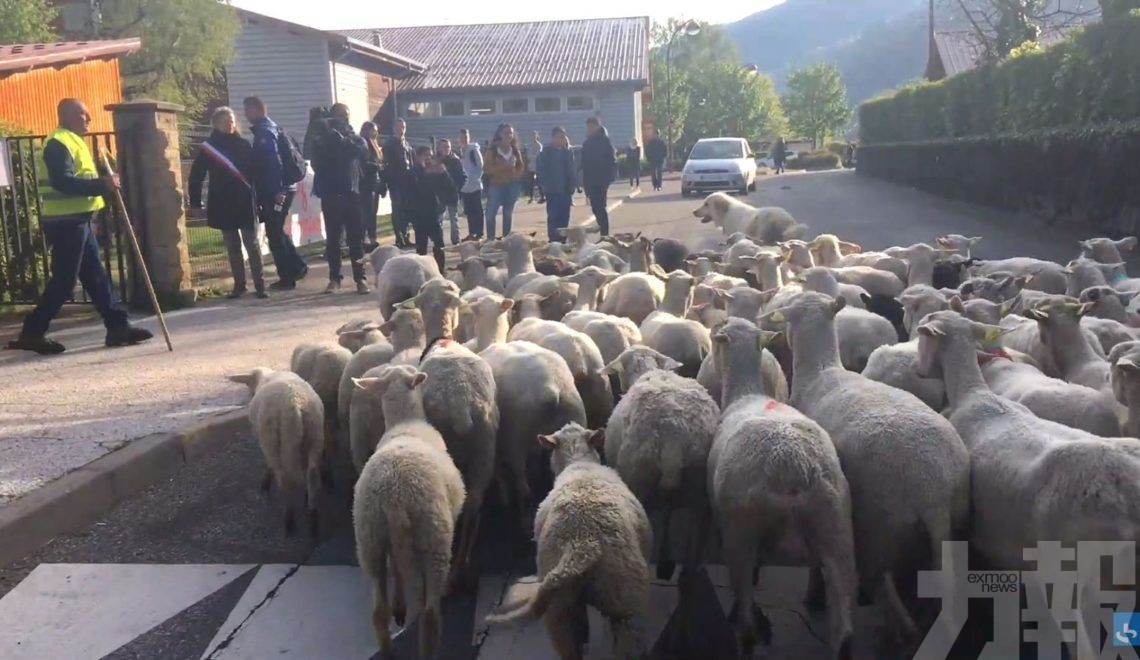法國小學出新招 迎15隻羊入學
