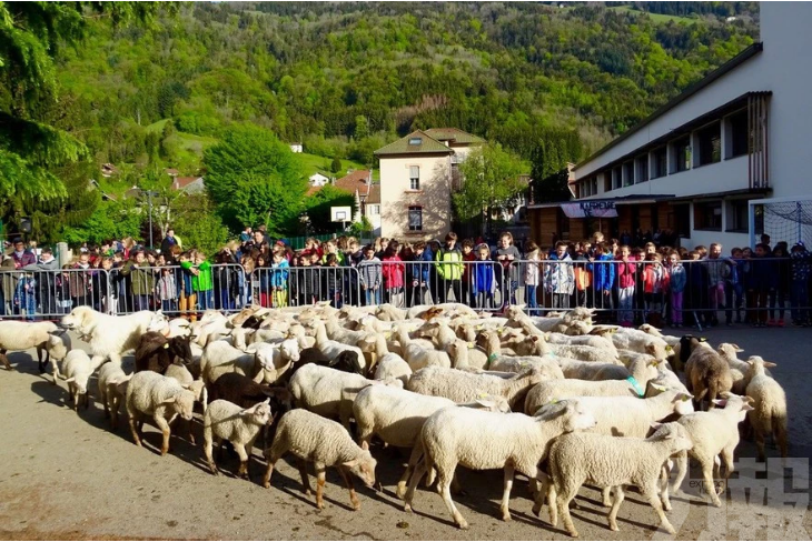 法國小學出新招 迎15隻羊入學