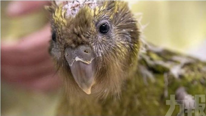 紐西蘭稀有鴞鸚鵡手術搶救成功