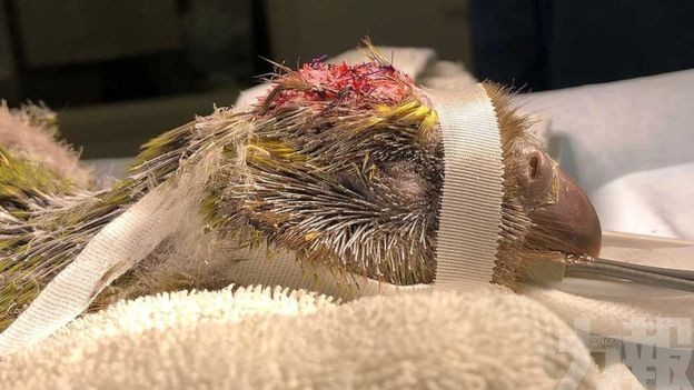 紐西蘭稀有鴞鸚鵡手術搶救成功
