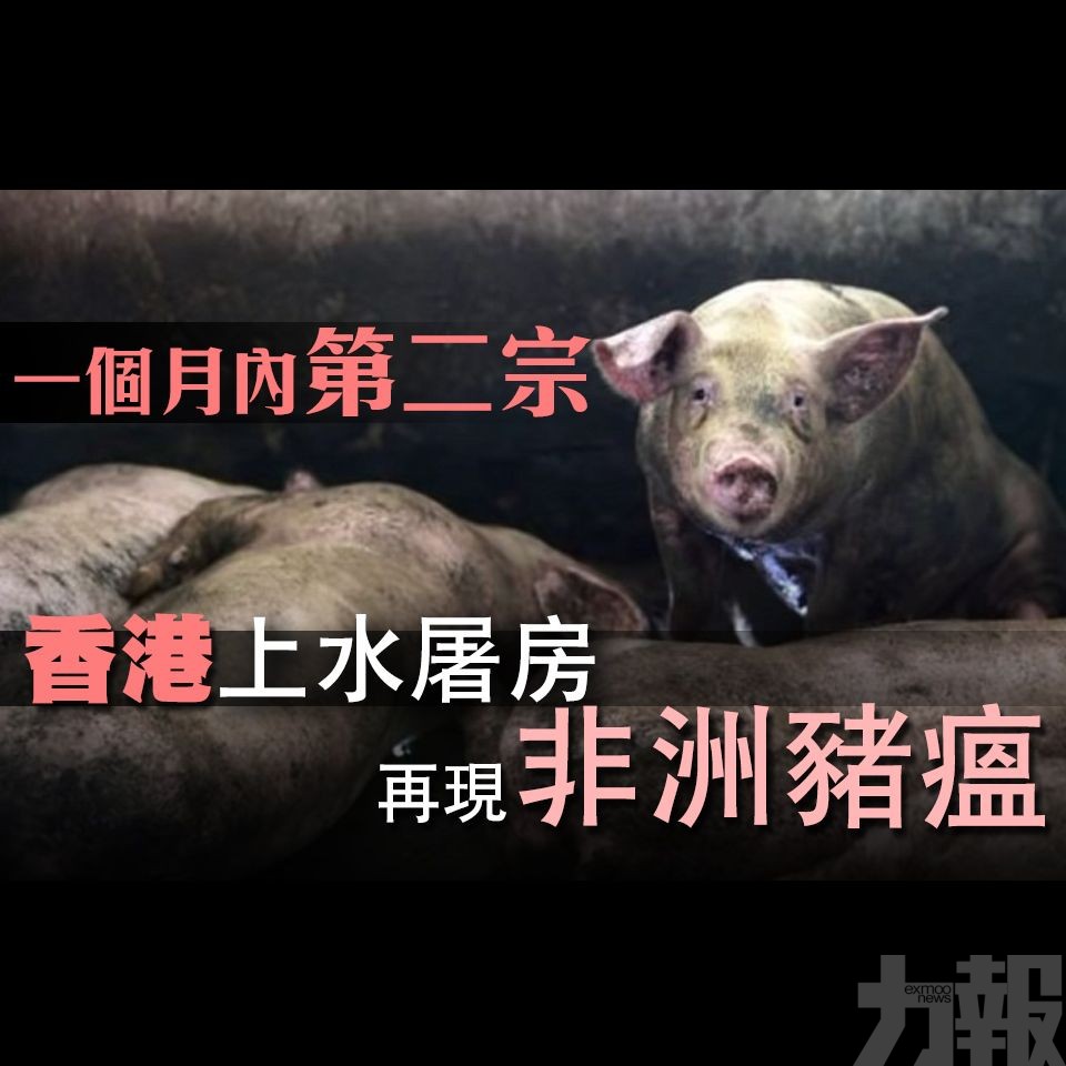 香港上水屠房再現非洲豬瘟