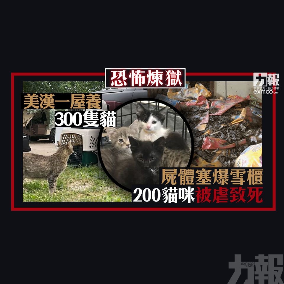 200貓咪被虐致死 屍體塞爆雪櫃