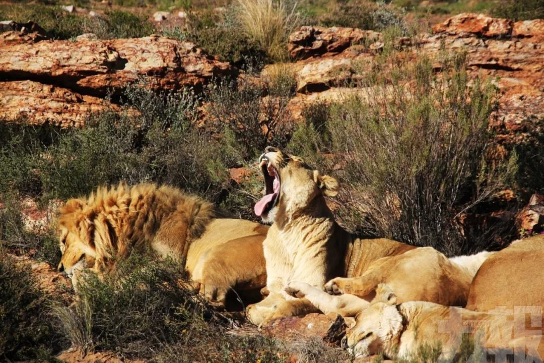 南非14隻獅子逃離野生動物保護區