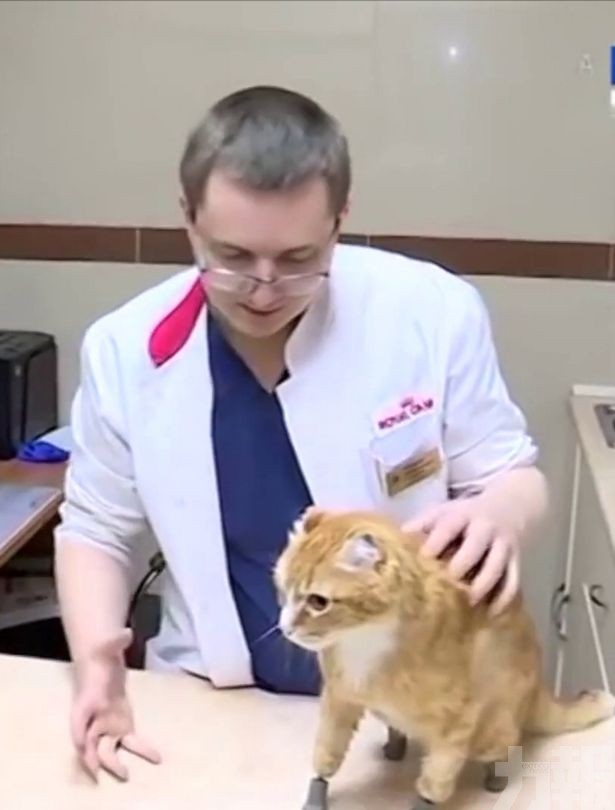 被遺棄貓貓遇有愛主人 「3D列印貓掌」重拾生命力