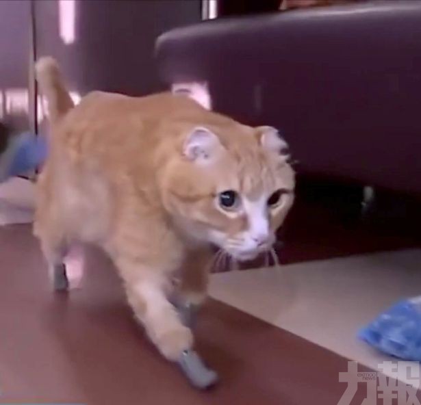 被遺棄貓貓遇有愛主人 「3D列印貓掌」重拾生命力