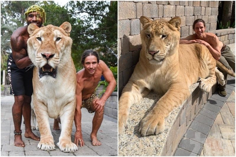 319公斤獅虎混種溫馴如貓