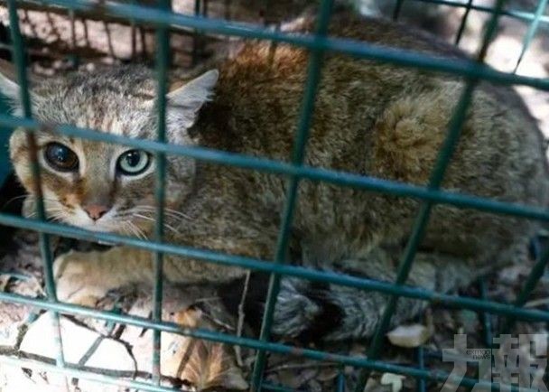 法國深山發現新貓科物種「狐貓」