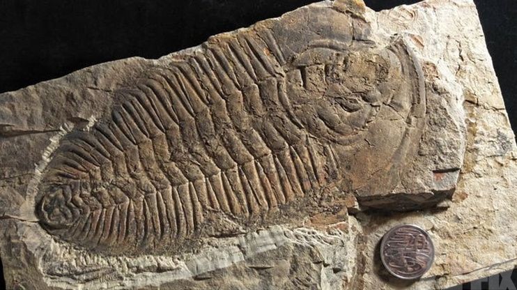 澳洲袋鼠島出土巨型三葉蟲化石