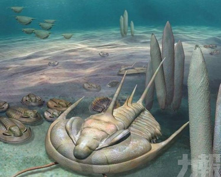 澳洲袋鼠島出土巨型三葉蟲化石