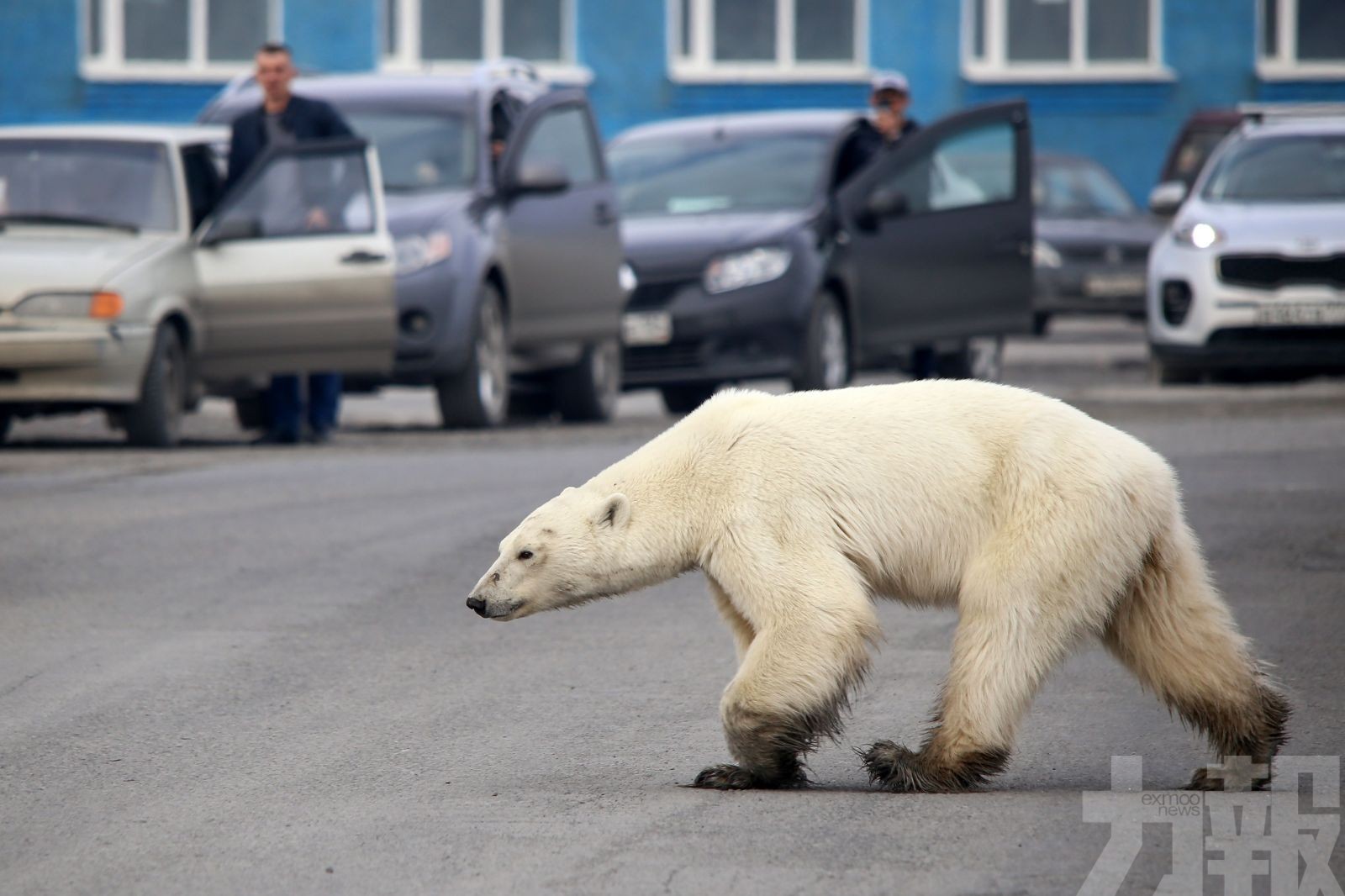 北極熊行走數百公里入城覓食