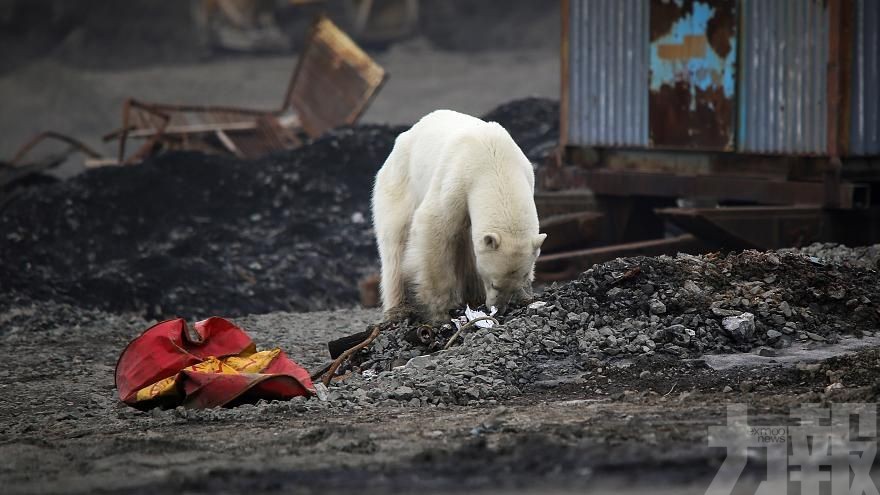 北極熊行走數百公里入城覓食