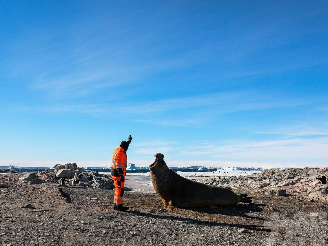 南極海豹裝感應器跟蹤水溫