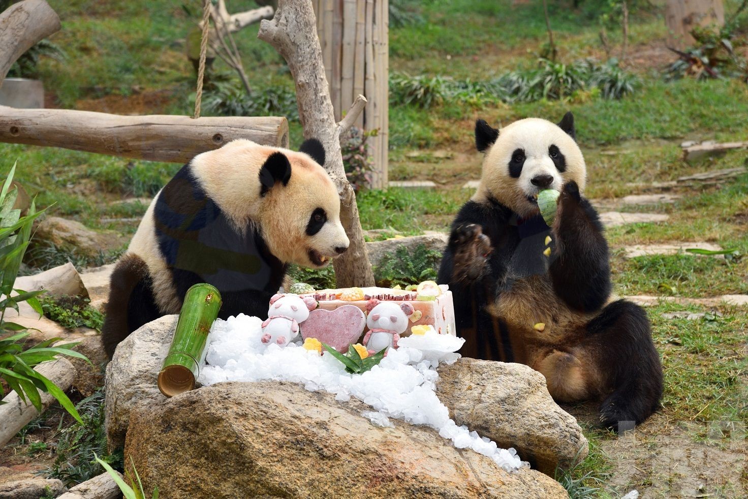 大熊貓「健健」「康康」3歲生日