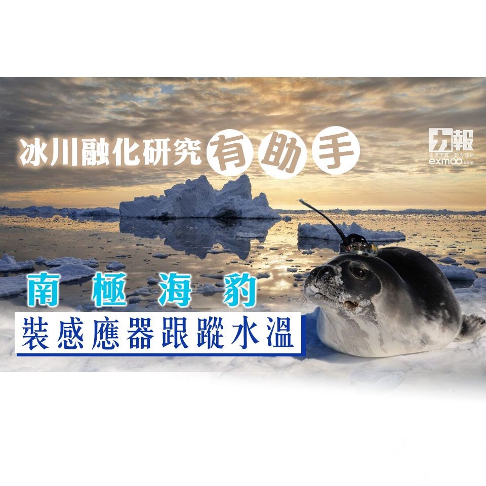 南極海豹裝感應器跟蹤水溫