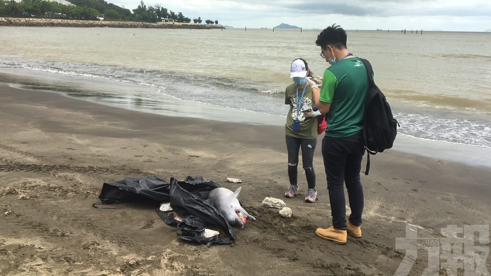 黑沙海灘現海豚屍體