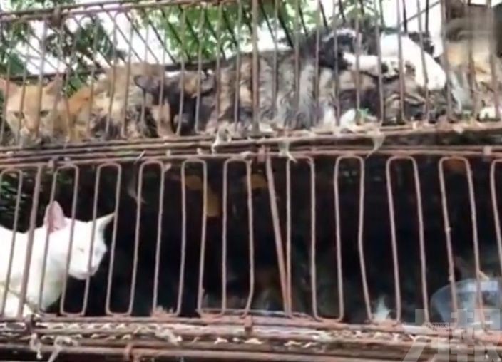 江蘇近500隻貓貓被運往肉品廠
