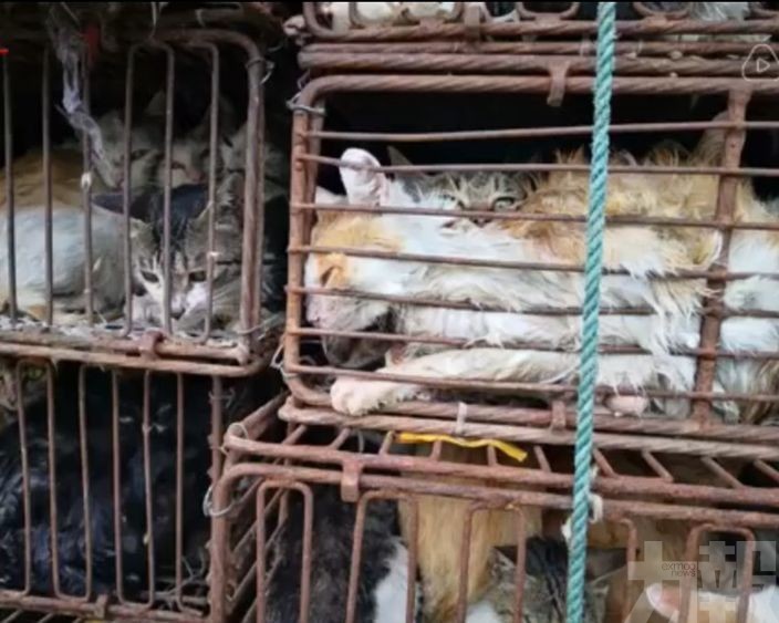 江蘇近500隻貓貓被運往肉品廠