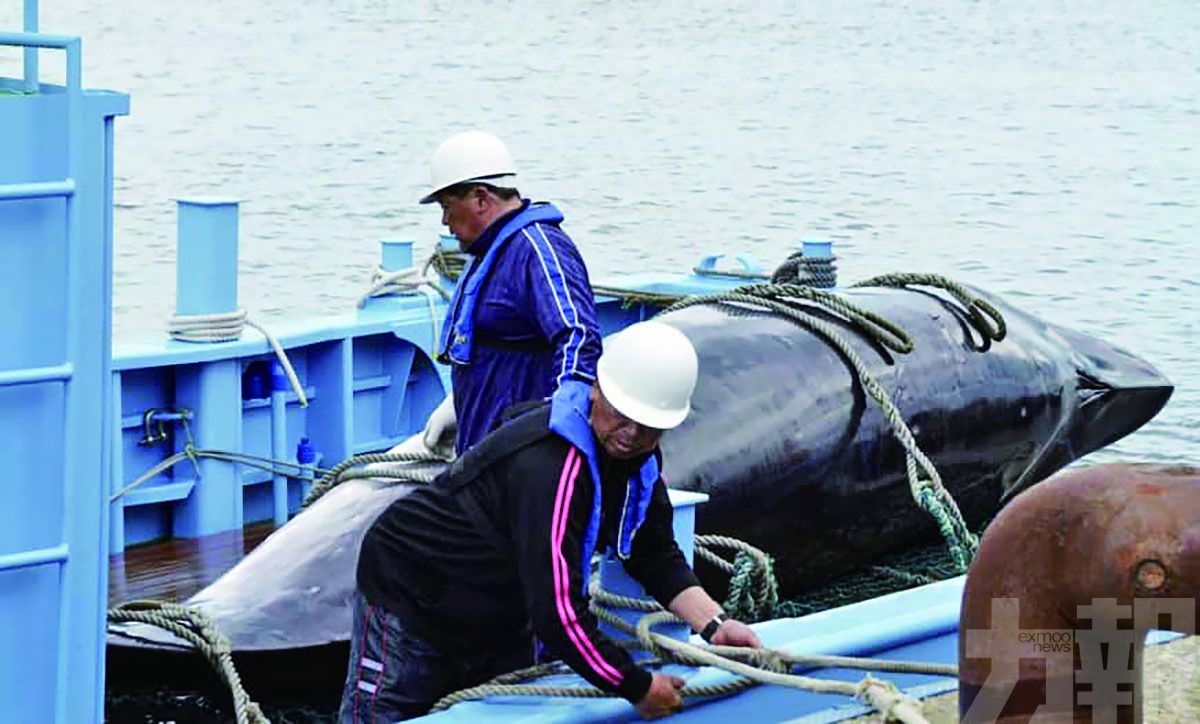 日本今重啟商業捕鯨