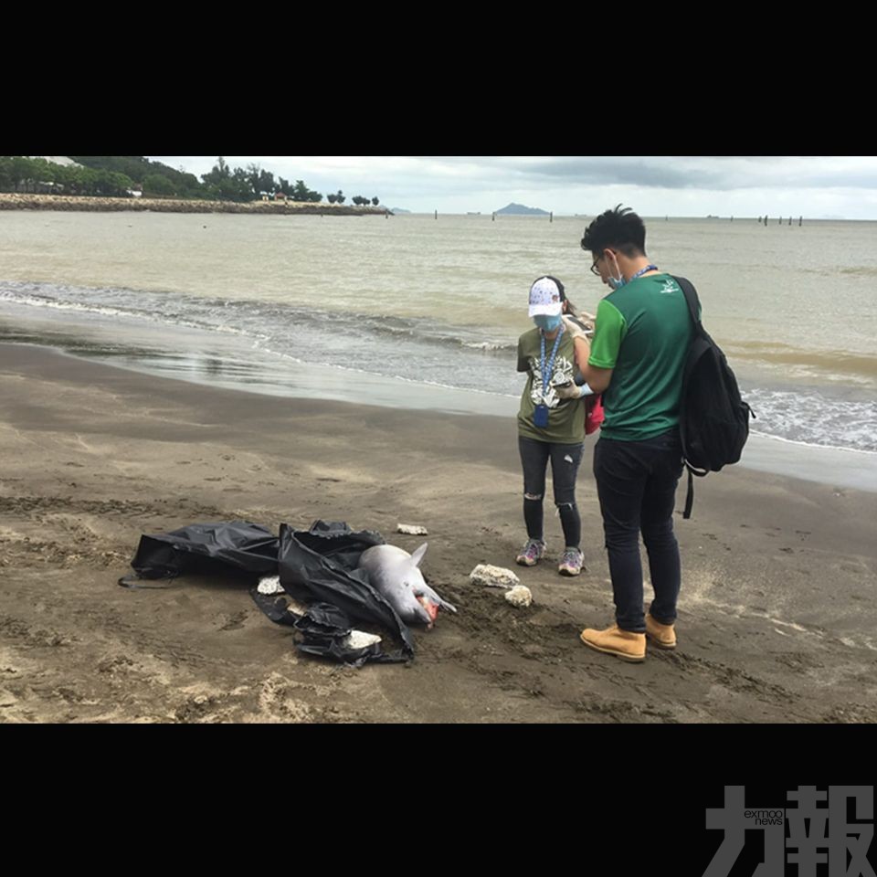 黑沙海豚屍為年幼中華白海豚
