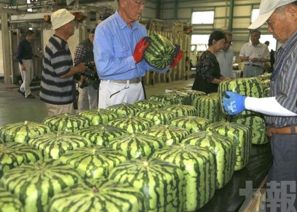 日香川縣出售特產方形西瓜