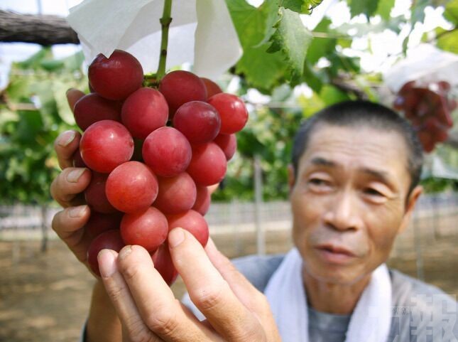 日頂級「浪漫紅寶石」創天價