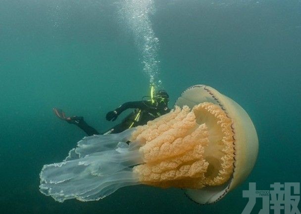 英生物學家潛水遇深海「巨怪」