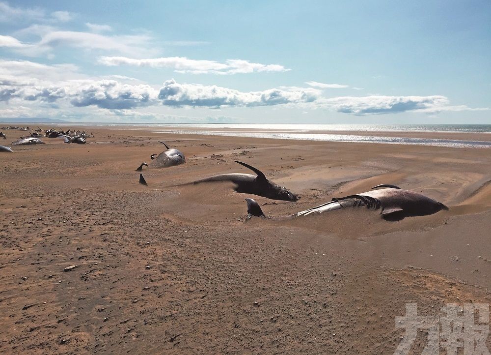 冰島海灘驚見鯨群擱淺死亡
