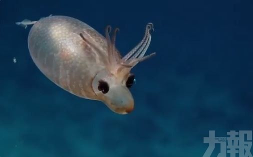 夏威夷海域現奇妙生物「馴鹿豬」