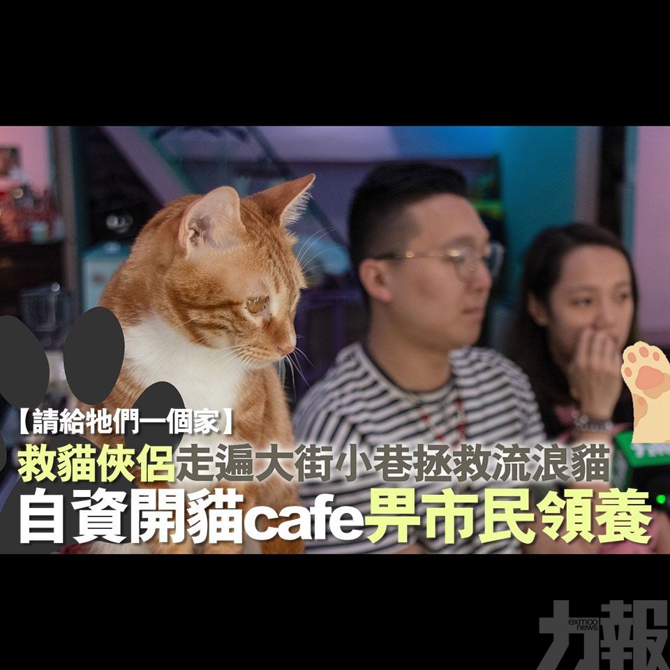 自資開貓cafe畀市民領養