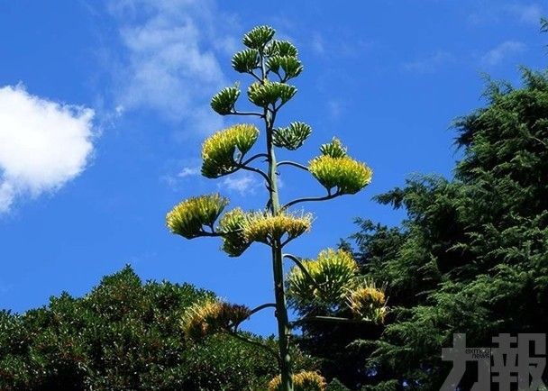 日公園6米高龍舌蘭50年來首開花