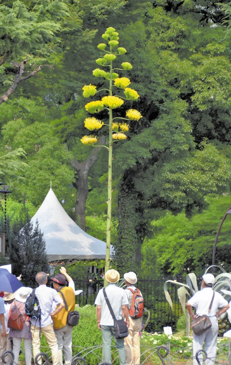 日公園6米高龍舌蘭50年來首開花