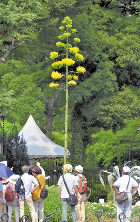 罕見 錯過再等n年民眾紛打卡日公園6米高龍舌蘭50年來首開花 澳門力報官網