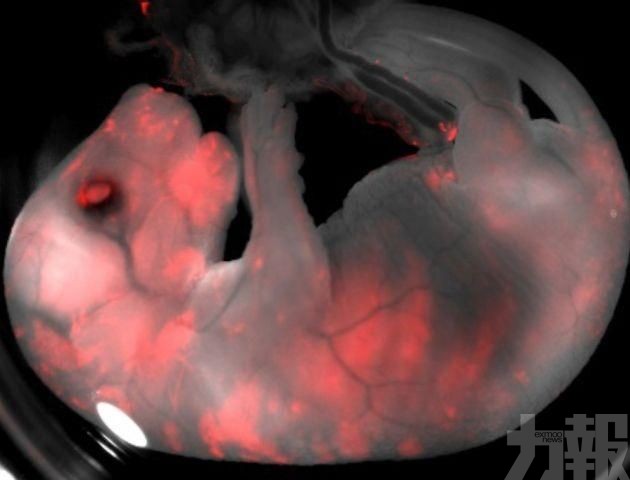 實驗鼠體內培育人類胰臟