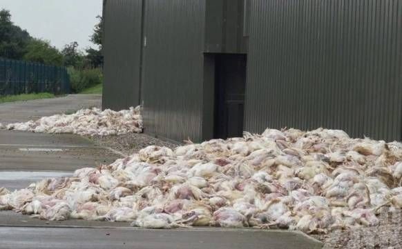 數千雞隻活活被「悶烤」致死
