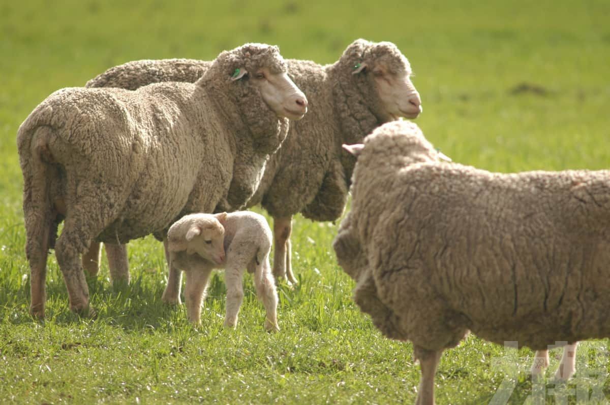 澳洲羊毛價格過去兩周跌20%