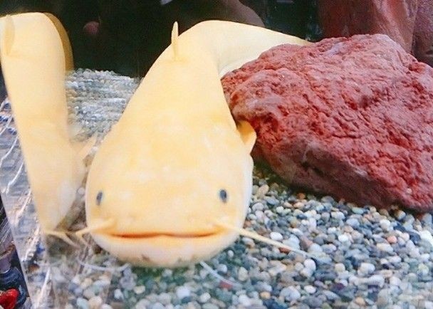 日本水族館吸引人潮齊沾好運