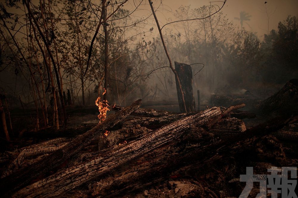 巴西總統派兵救雨林
