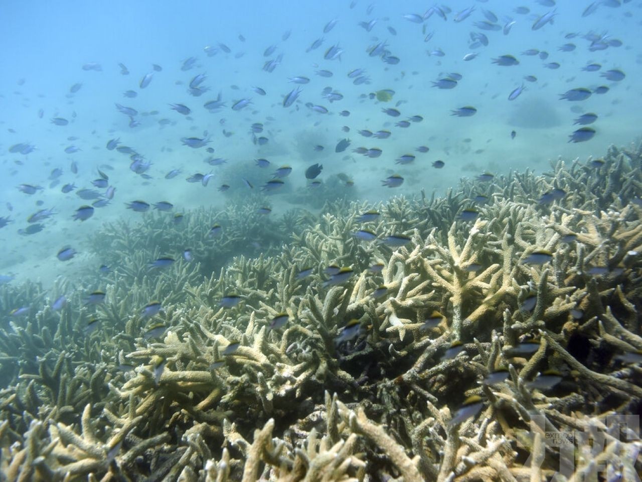 澳洲大堡礁長期展望首降至「非常差」