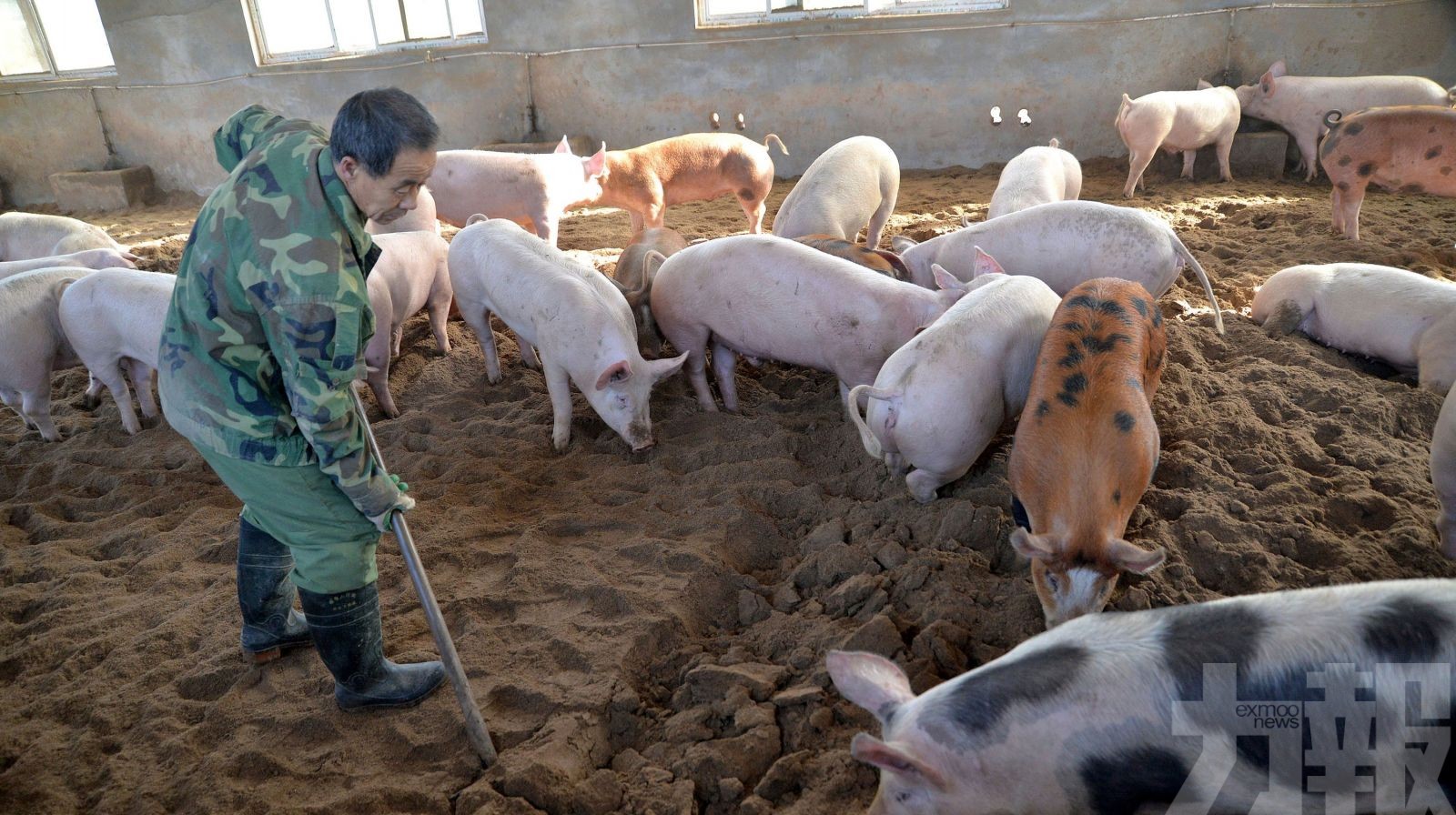 促進生豬生產 維護經濟穩定