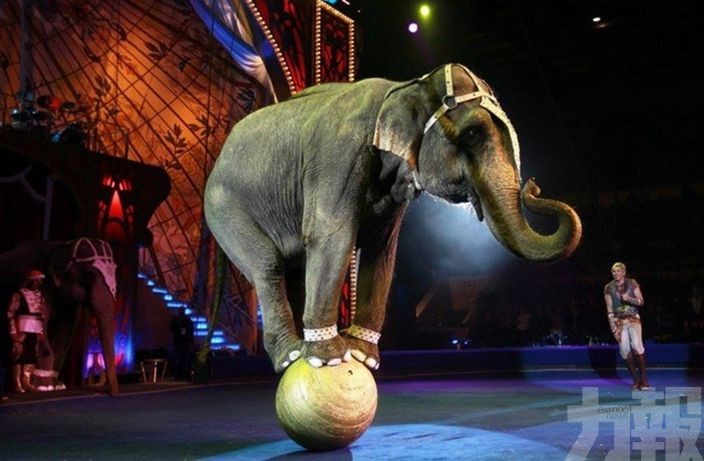 丹麥政府斥逾千萬買下馬戲團最後4隻大象