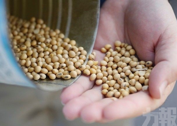 ​中國將首次從阿根廷進口飼料豆粕