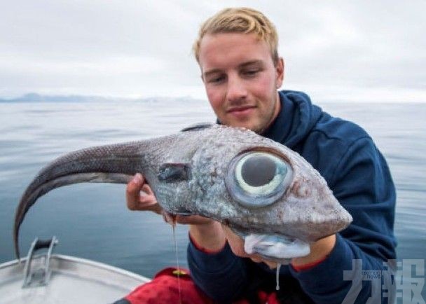 挪威少年800米深海域釣岀「巨眼怪魚」