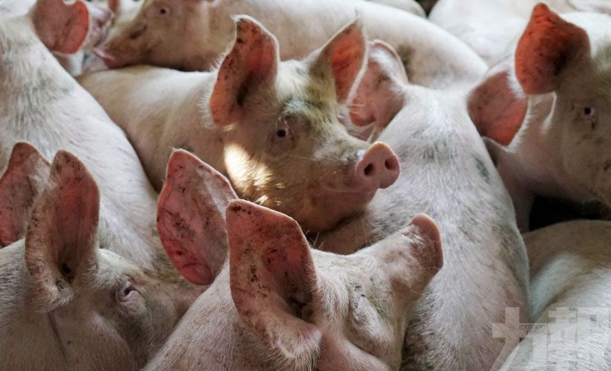 韓國​一周內4宗非洲豬瘟