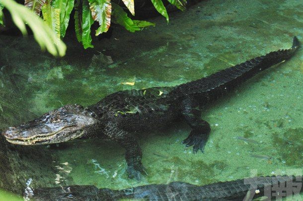 ​動物園呼籲遊客不要再投幣許願